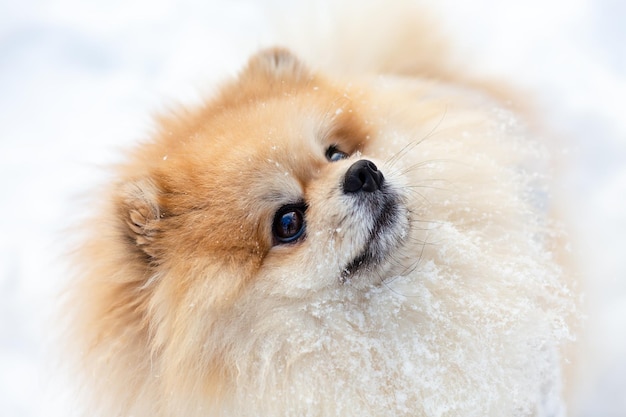 Portrait of a cute spitz in the snow. Close-up