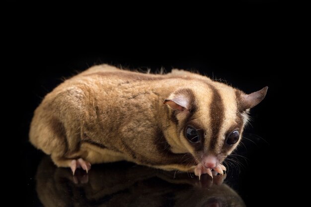 Portrait of a cute sugar glider