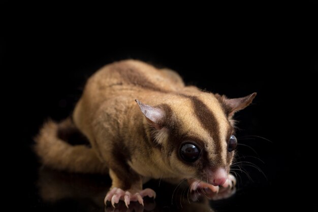 Portrait of a cute sugar glider