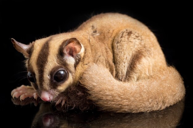 Portrait of a cute sugar glider