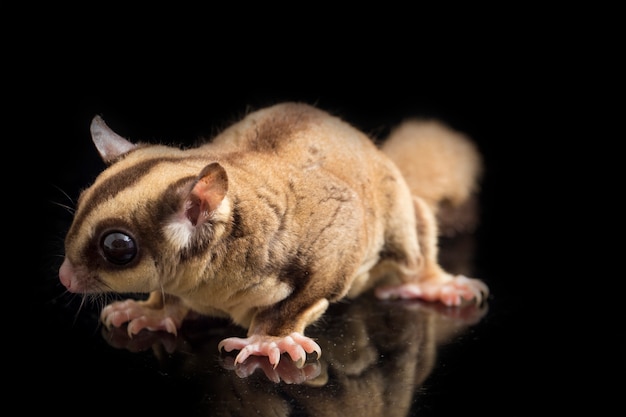 Photo portrait of a cute sugar glider