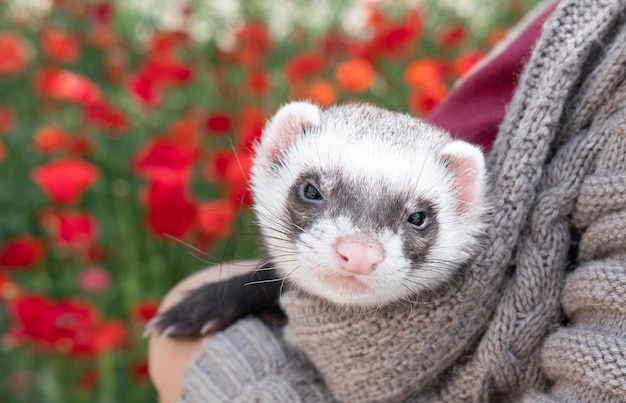 Portrait of cute and tired domestic pet ferret resting in her owner's hands Woman and a pet concept