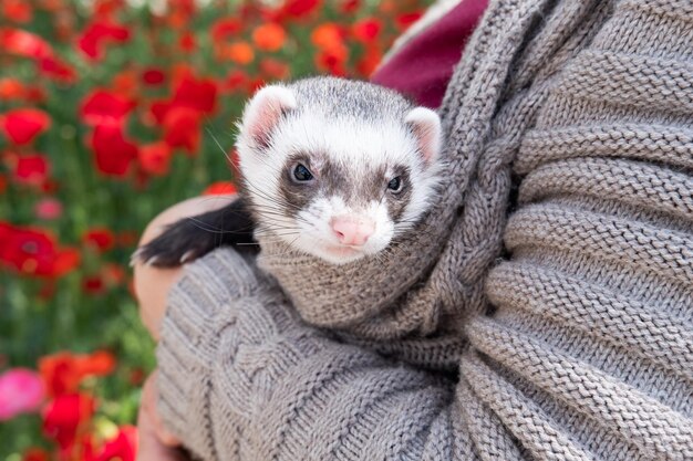 Photo portrait of cute and tired domestic pet ferret resting in her owner's hands woman and a pet concept