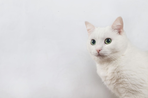 Ritratto di simpatico gatto angora turco sul muro bianco