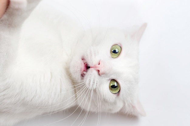 Portrait of Cute Turkish Angora cat