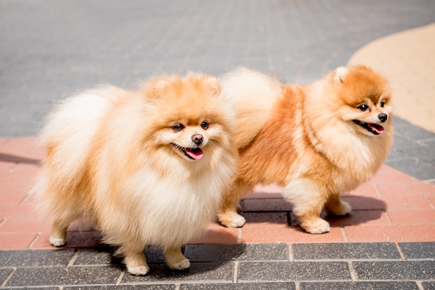 Ritratto di due simpatici cani pomeranian al parco.