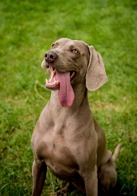 Portrait of cute weimaraner dog breed at the park