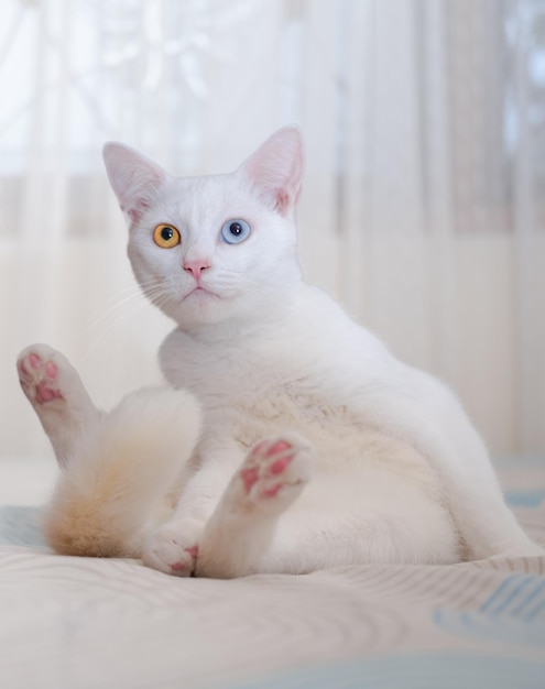 Portrait of a cute white cat with heterochromia iridis