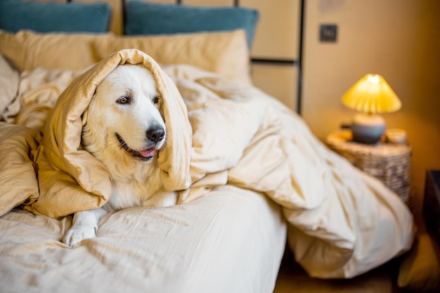 Photo portrait of a cute white dog lying in bed covered with blanket