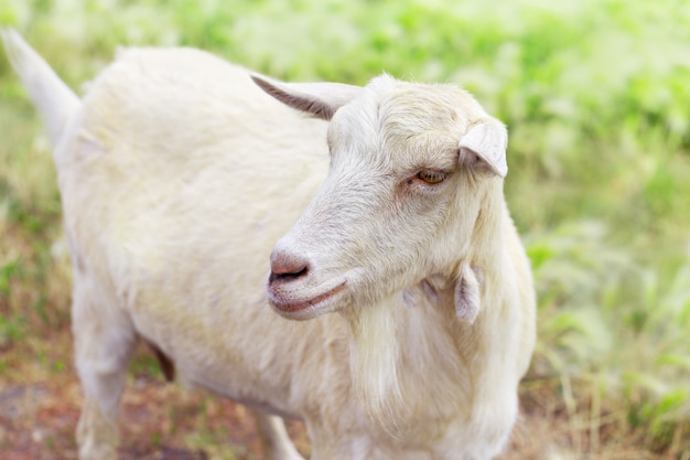 Portrait of cute white goat on background of blurry grass. 