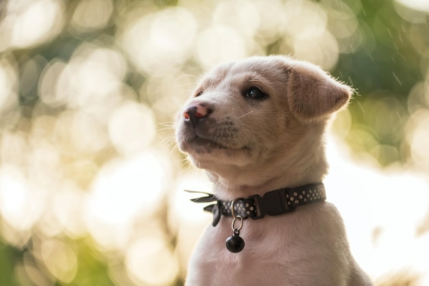 Portrait of cute white labrador retriver puppy with raining in\
green garden at sunset with light bokeh background. adorable pure\
breed dog. animal head shot.