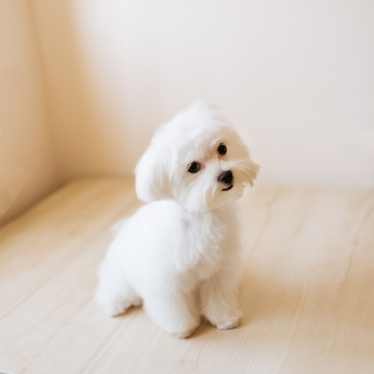 Photo 귀여운 흰색 장발 몰타의 초상화 강아지는 그림에서 4 개월입니다