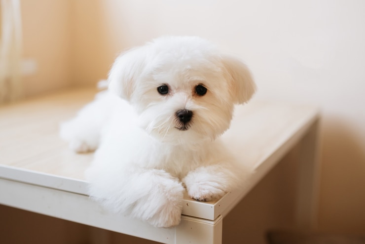 Photo かわいい白い長髪のマルタ人の肖像子犬は写真で生後4ヶ月です
