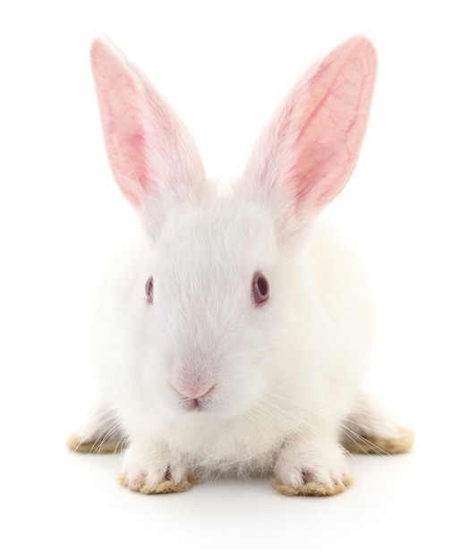 Portrait of a cute white rabbit