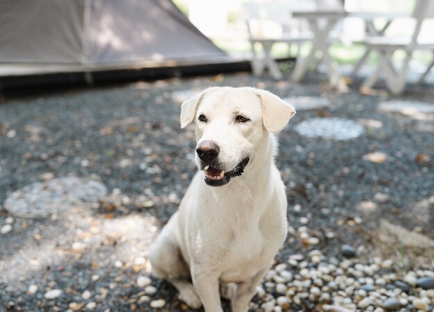 Portrait of cute white Thai dog sitting in camping garden on rock floor, friendly pet