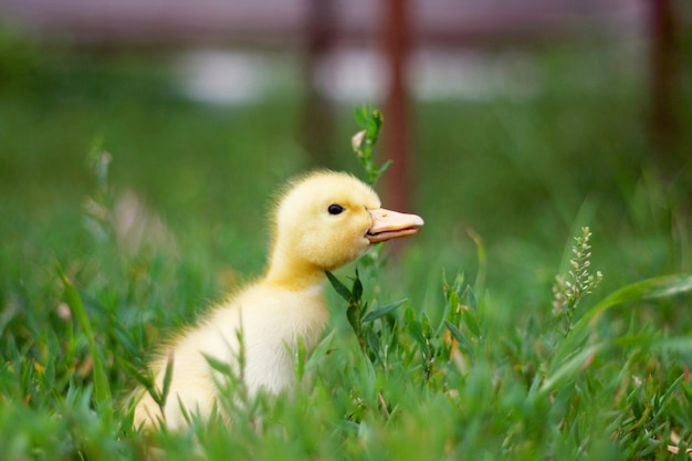 Photo portrait of a cute yellow duckling. domestic bird