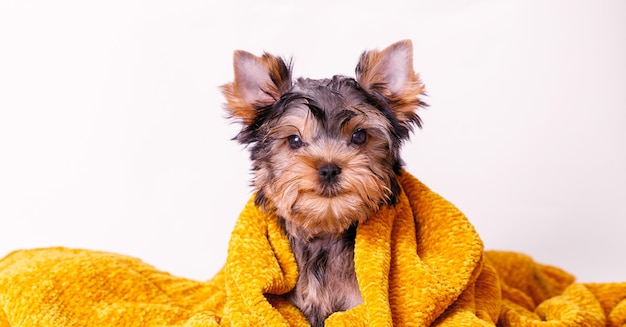 Portrait of a cute Yorkshire Terrier puppy A small dog on a white background A wet pet wrapped in a towel after bathing