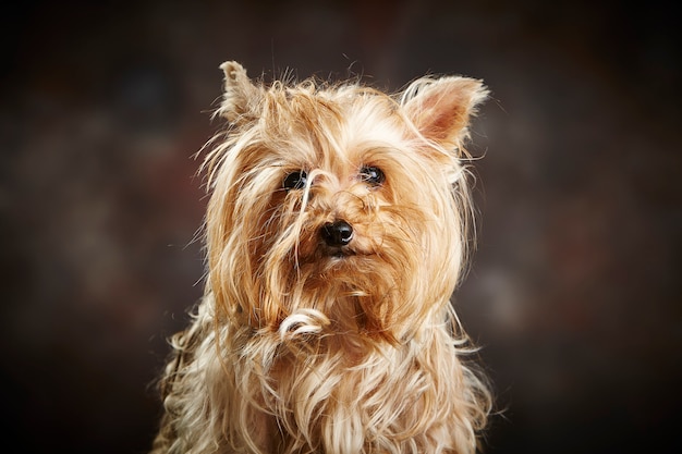 Ritratto di un simpatico cane di razza yorkshire terrier