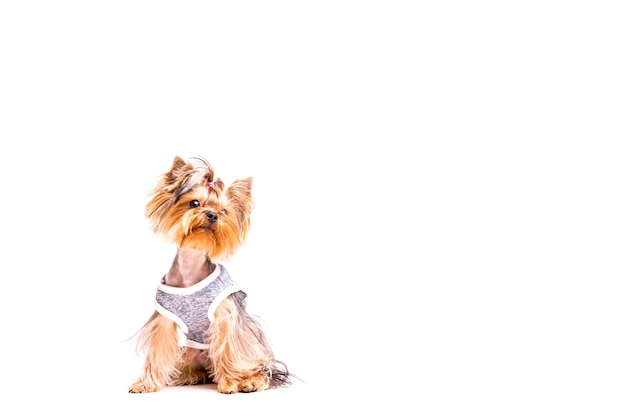 Photo portrait of cute yorkshire over white backdrop