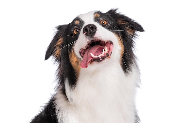 portrait of cute young Australian Shepherd dog isolated on white background