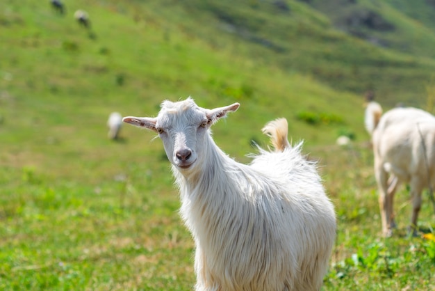 Portrait of a cute young goat