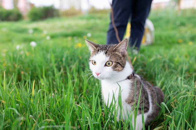 緑の草の芝生の上の公園の屋外のひもを歩いてハーネスを着て、かわいい若い男性の国内のトラ猫の肖像画。ペットの健康と安全の概念、コピースペース