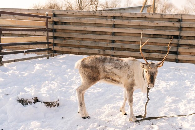 Portrait of cute young reindeer pasturing alone in snowy deer farm on winter frozen sunny day horned