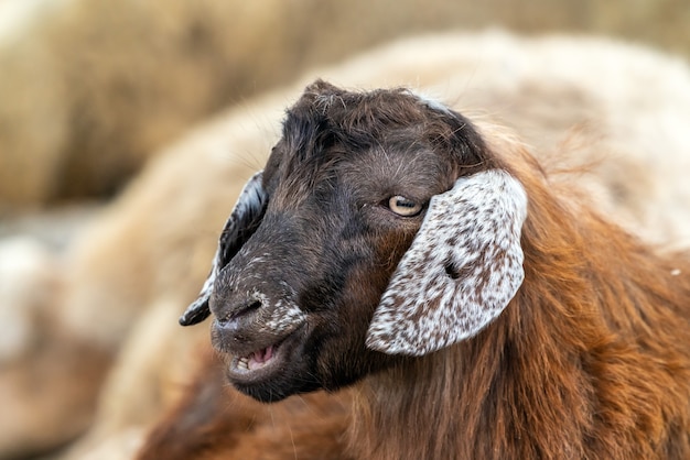 Portrait of a cute young sheep