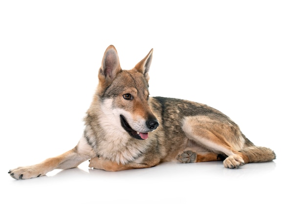 Portrait of a Czechoslovakian wolf dog