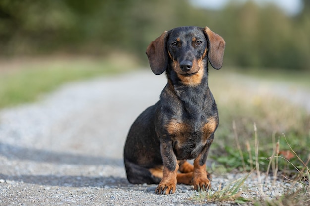 Photo portrait of dachshund on dirt road