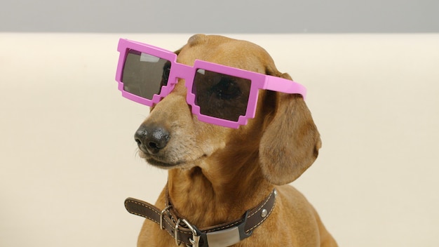 분홍색 선글라스를 쓴 닥스훈트 강아지의 초상화 집에서 재미있는 애완동물