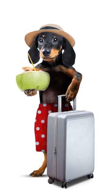 Foto un ritratto di un cane dachshund con una valigia che contiene una bevanda di cocco