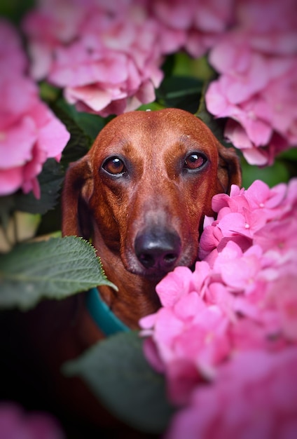 Portrait of a dachshund near a hydrangea bush