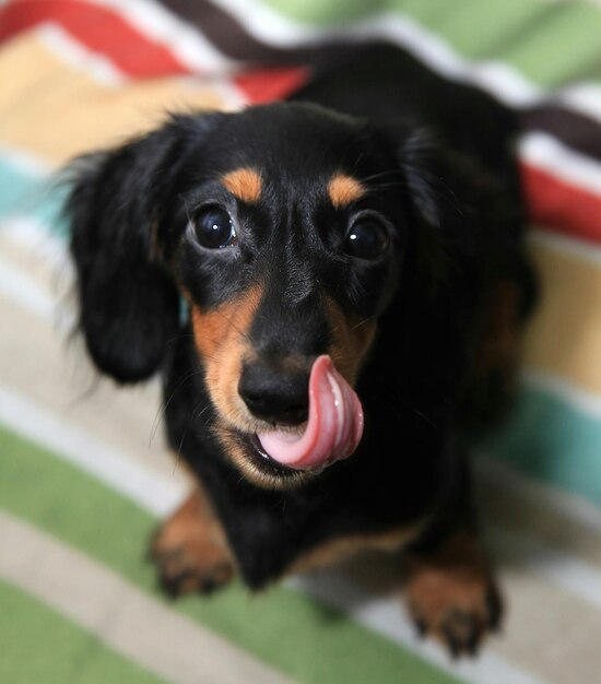 Photo portrait of dachshund sticking out tongue at home