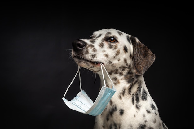 Portrait of a Dalmatian breed dog in a protective medical mask on a black background The picture was taken in a photo studio