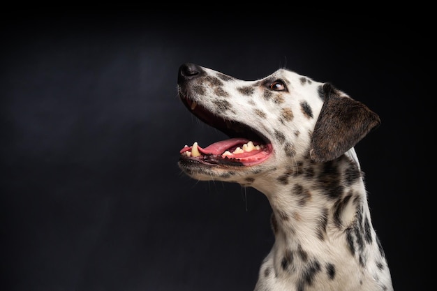 孤立した黒い背景にダルメシアン犬の肖像画パルス光でスタジオで撮影