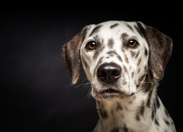 孤立した黒い背景の上のダルメシアン犬の肖像画