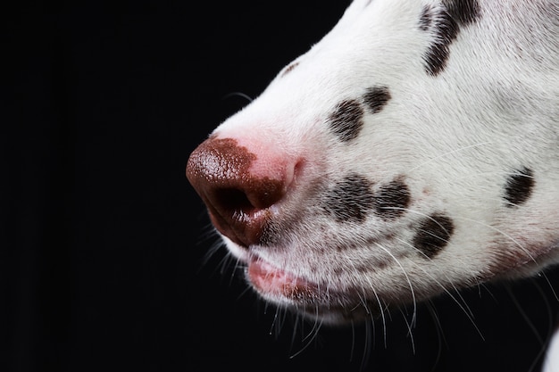 Portrait of Dalmatian dog, isolated on black