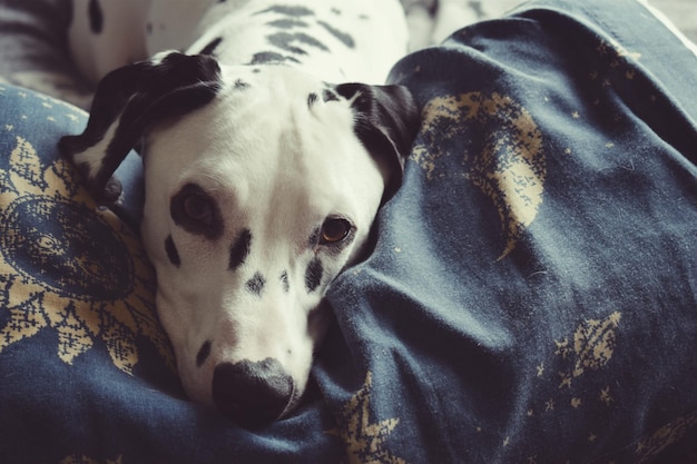 Photo portrait of dalmatian dog relaxing on bed