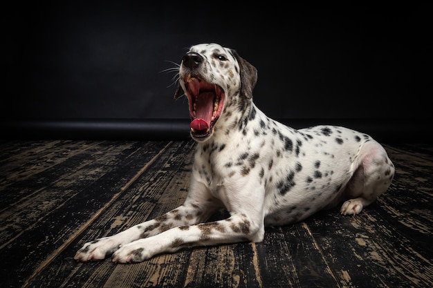 木の床と黒い背景のダルメシアン犬の肖像画パルス光でスタジオで撮影