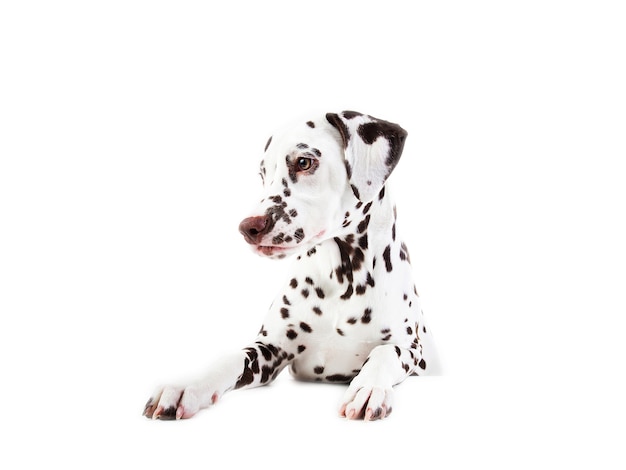 Portrait of Dalmatian dogsitting, looking aside, isolated on white