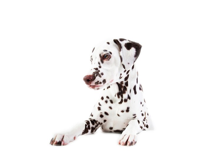 白で隔離、脇を見て、ダルメシアンの犬座の肖像画
