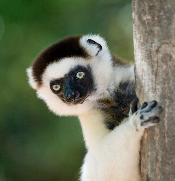 Portrait of dancing Sifaka is staying on the tree