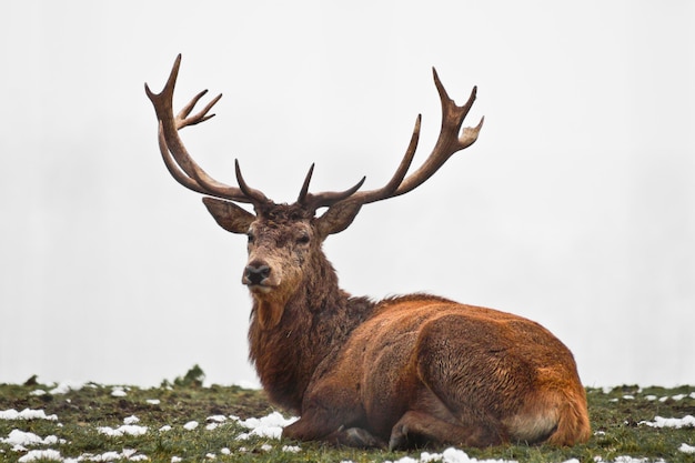 Photo portrait of deer against sky