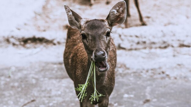 鹿を食べる植物の肖像画