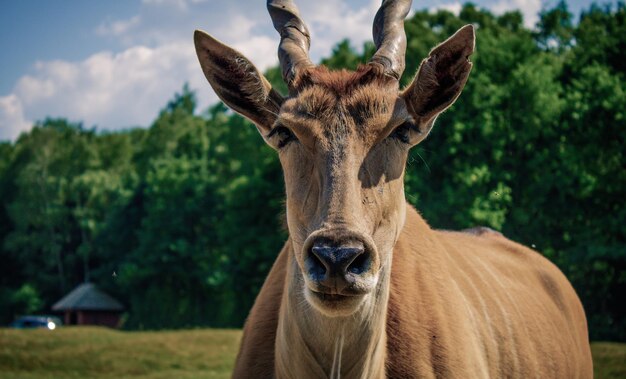 Foto ritratto di cervo sul campo