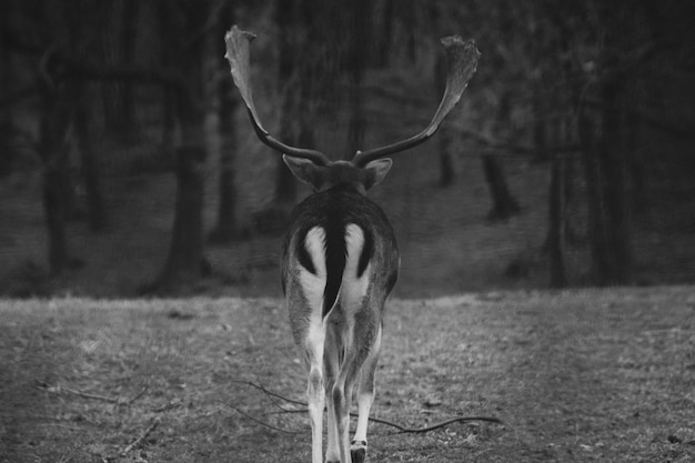 Photo portrait of deer on field