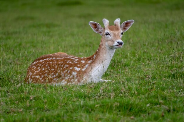 Portrait of deer on field