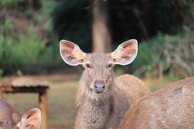 Foto ritratto di cervo sul campo