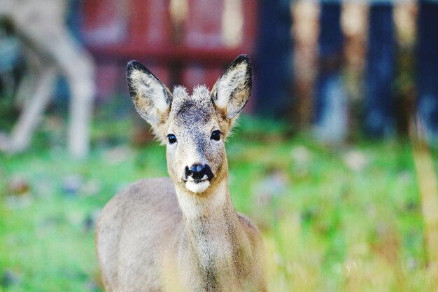 Foto ritratto di un cervo sul campo